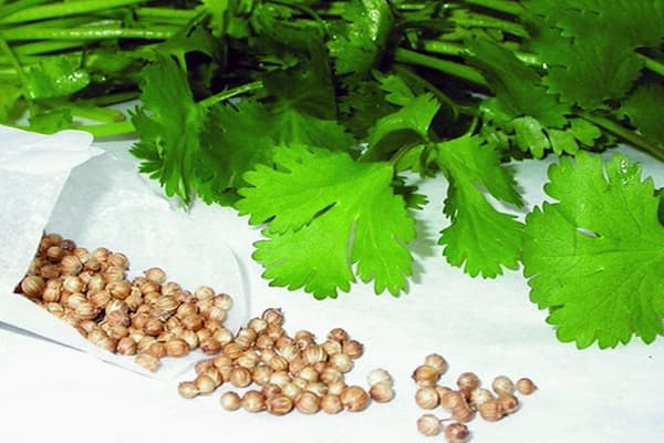 بذر گیاه گشنیز محلی + فروش عمده ای